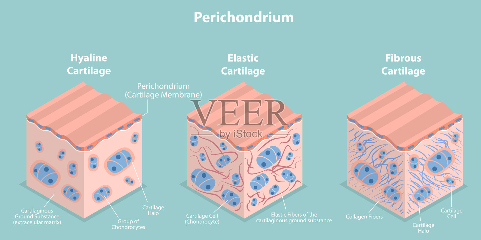 软骨膜三维等距平面矢量概念图插画图片素材