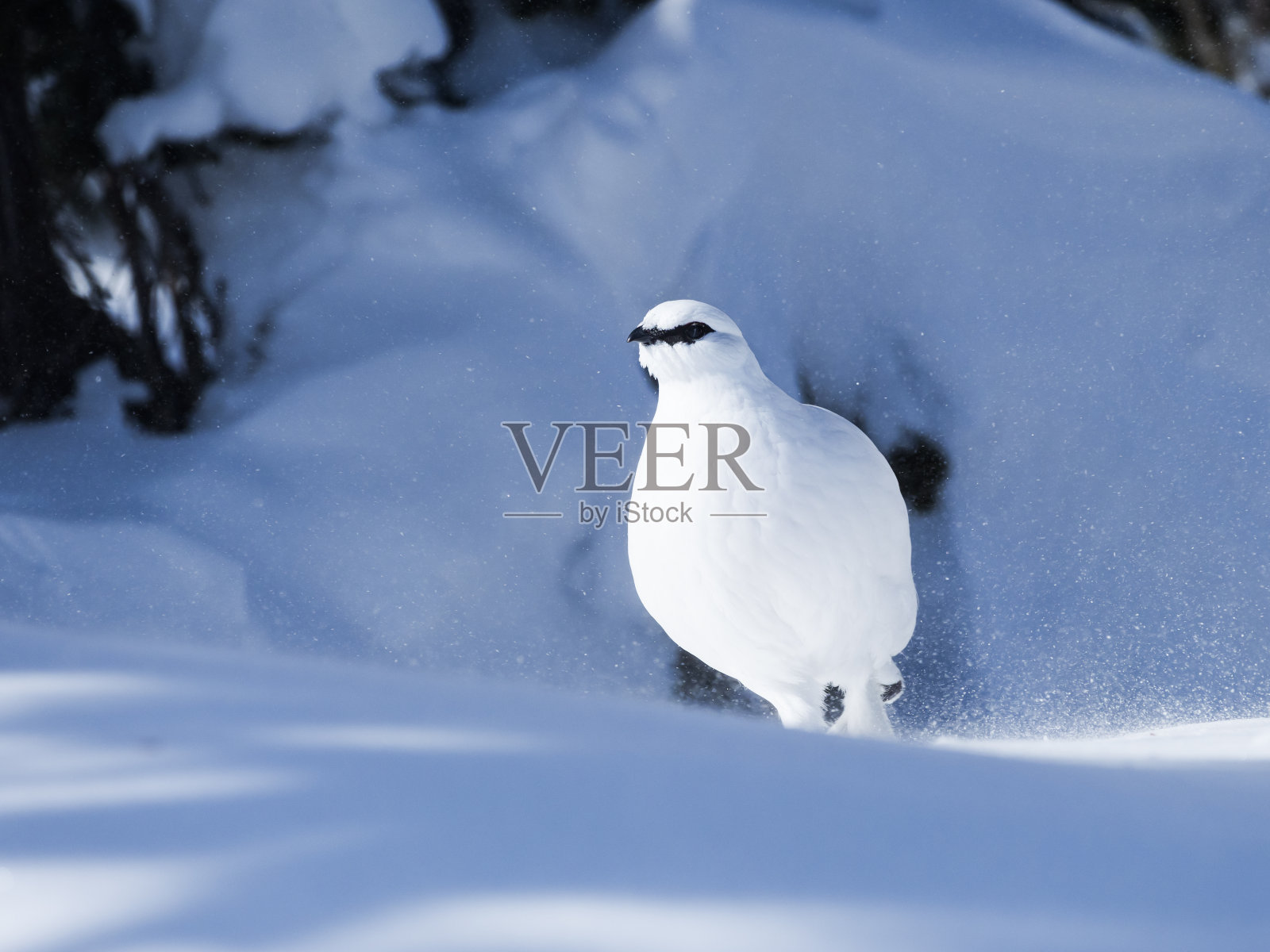 岩雷鸟雄性冬季羽毛照片摄影图片