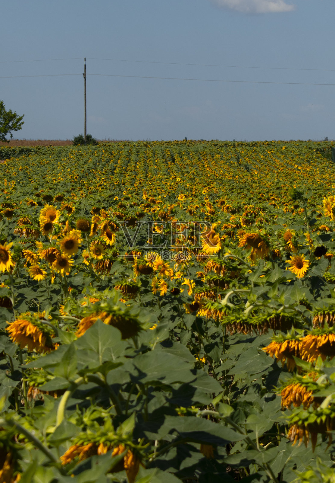 向日葵田照片摄影图片