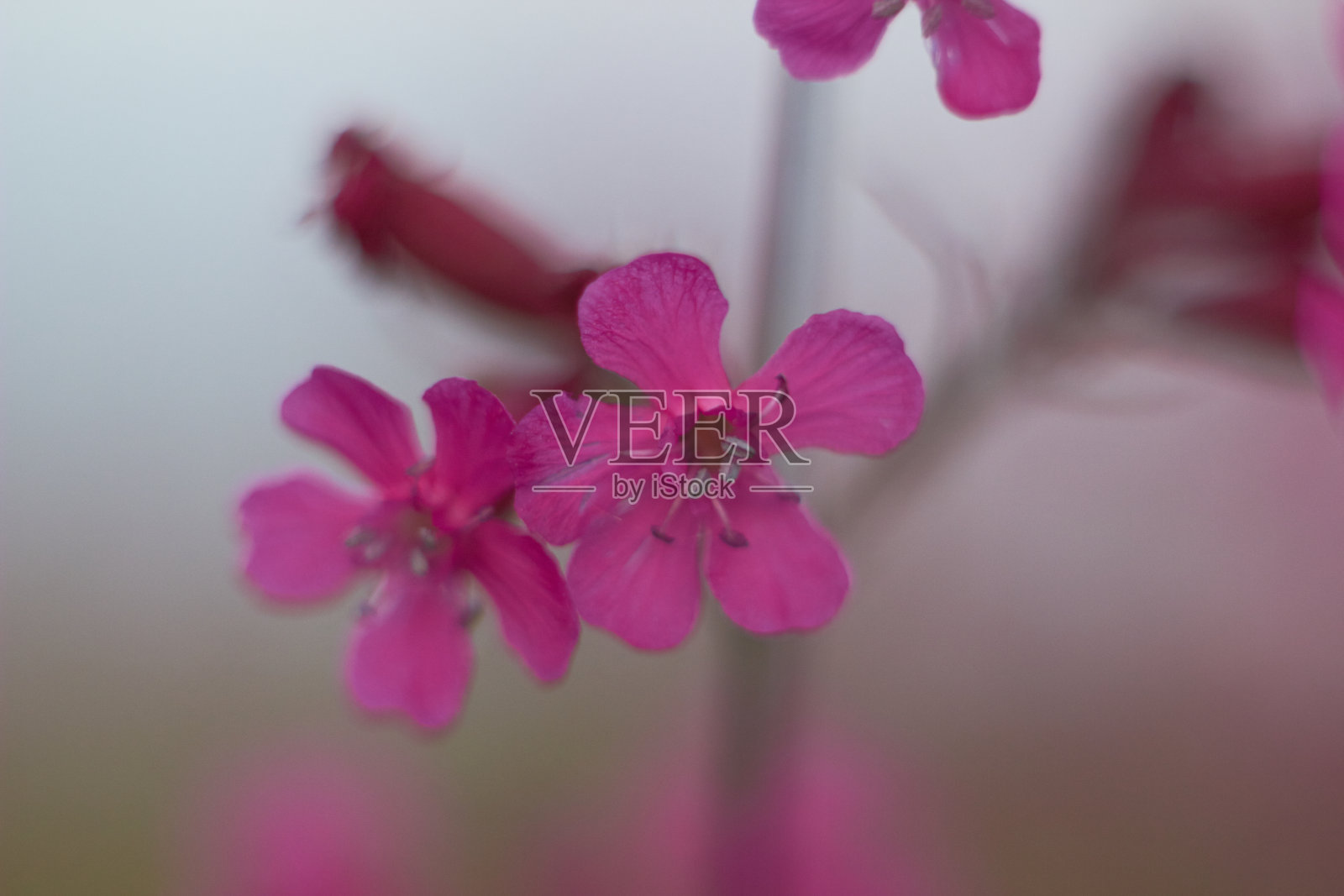 在草地上盛开的粘蝇。照片摄影图片