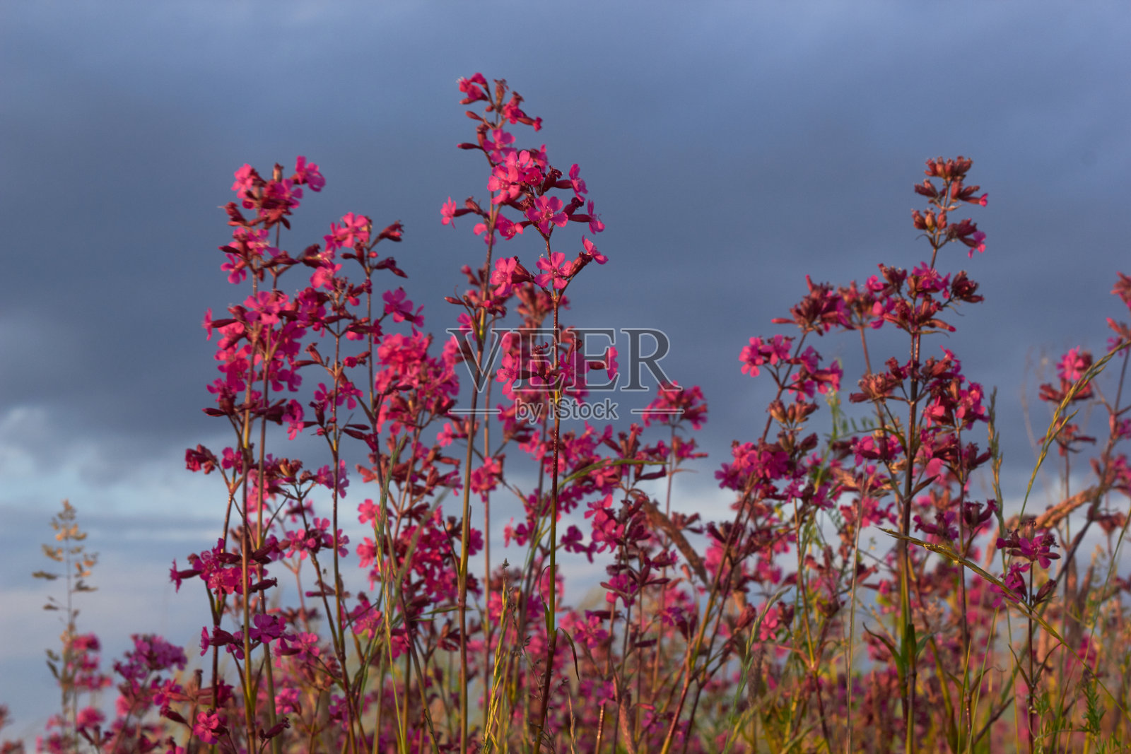 在草地上盛开的粘蝇。照片摄影图片