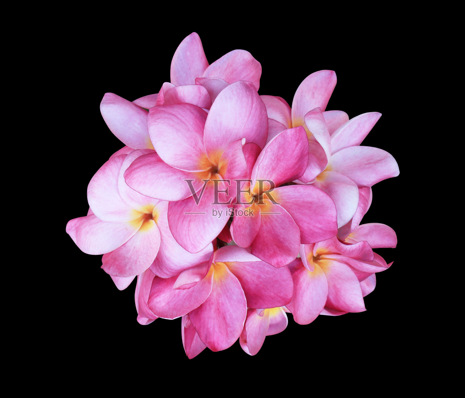 粉色鸡蛋花照片摄影图片