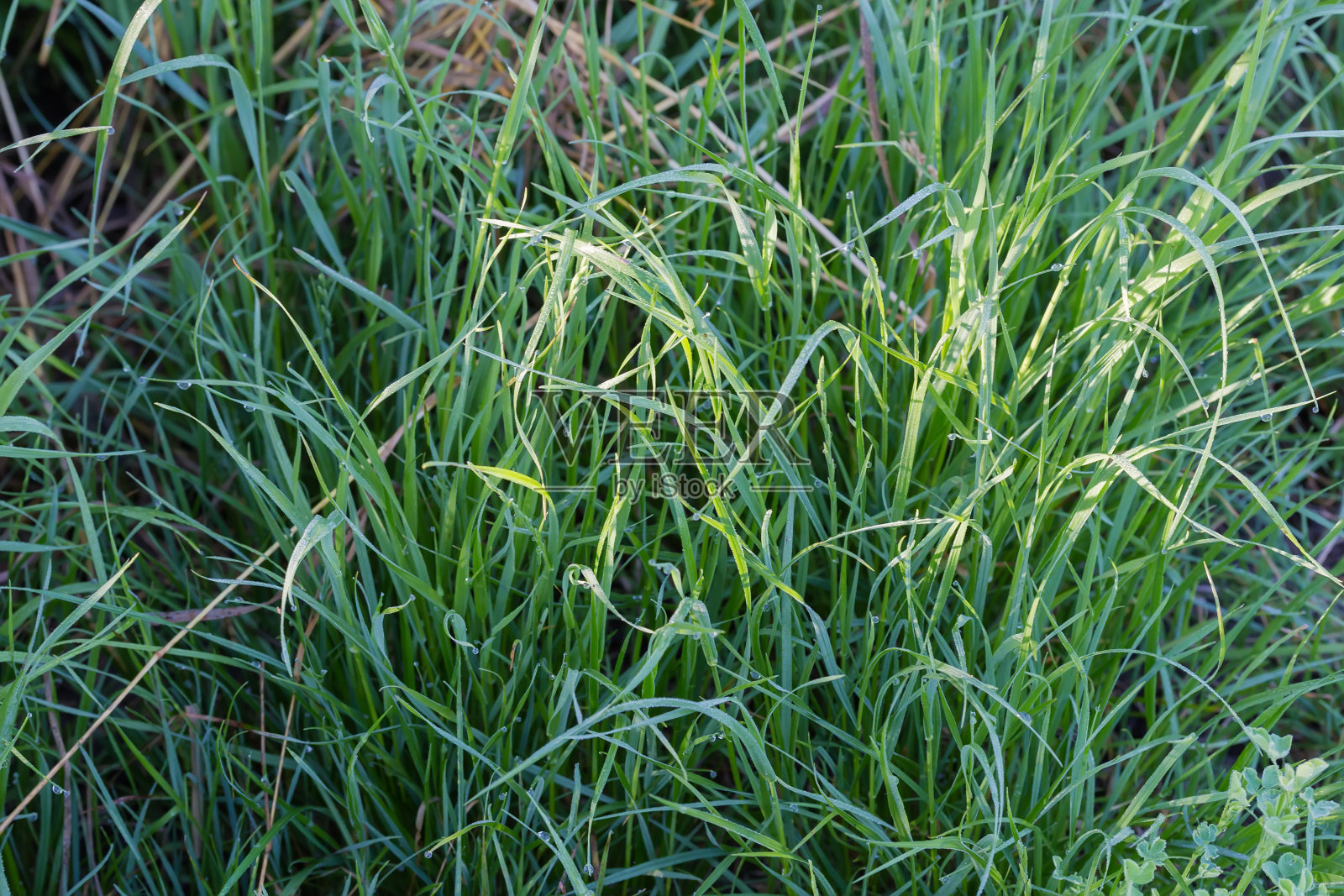 阳光下,高高的草丛上覆盖着晨露照片摄影图片