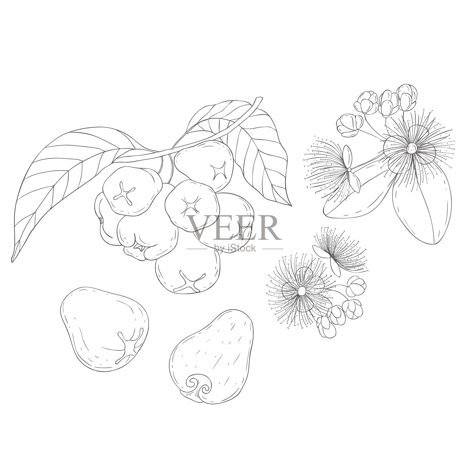 线条艺术玫瑰苹果枝和花朵元素插画图片素材