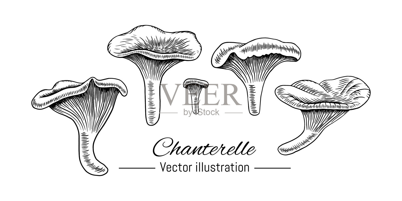鸡油菌手绘收藏插画图片素材