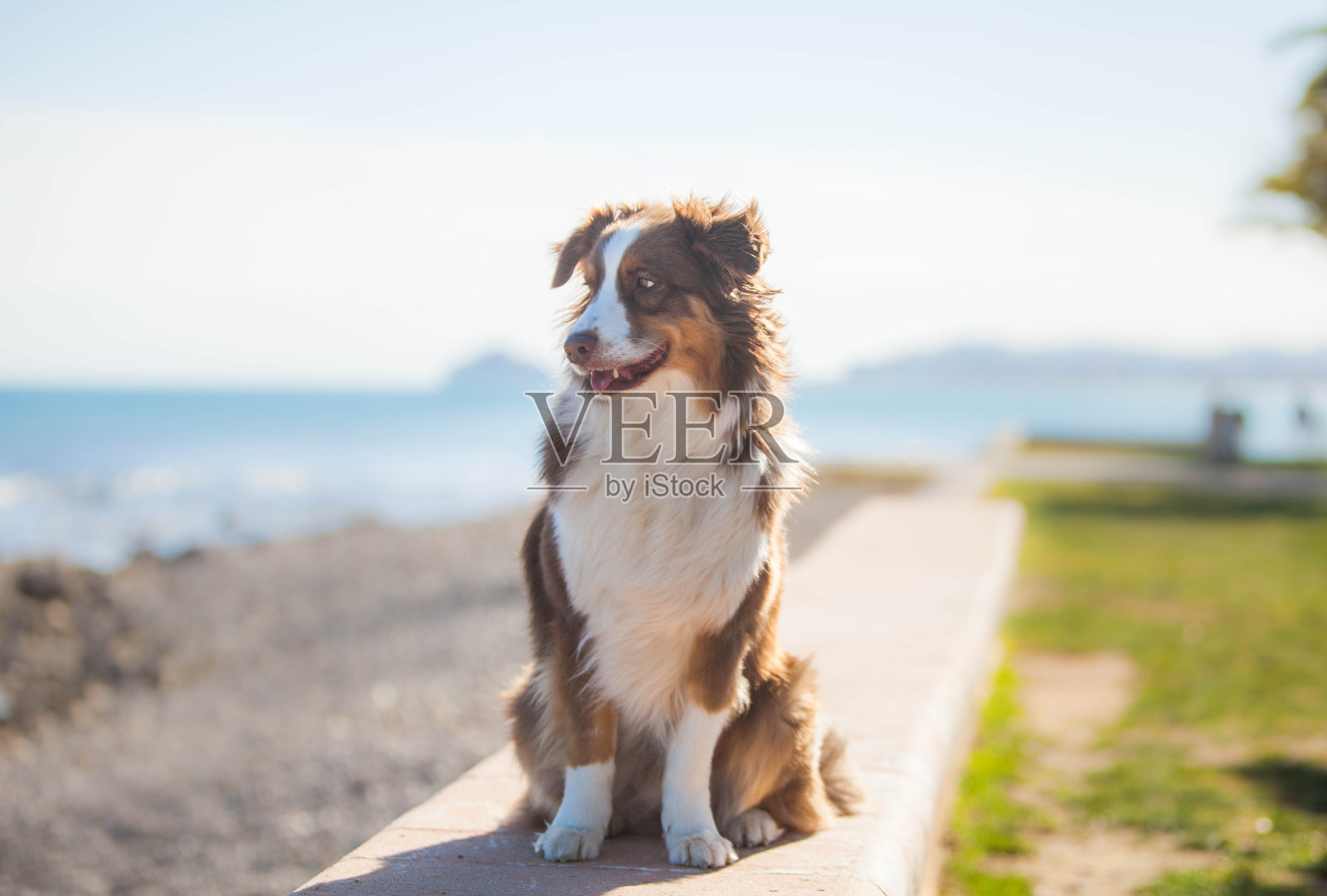 棕色的澳大利亚牧羊犬在海边散步照片摄影图片