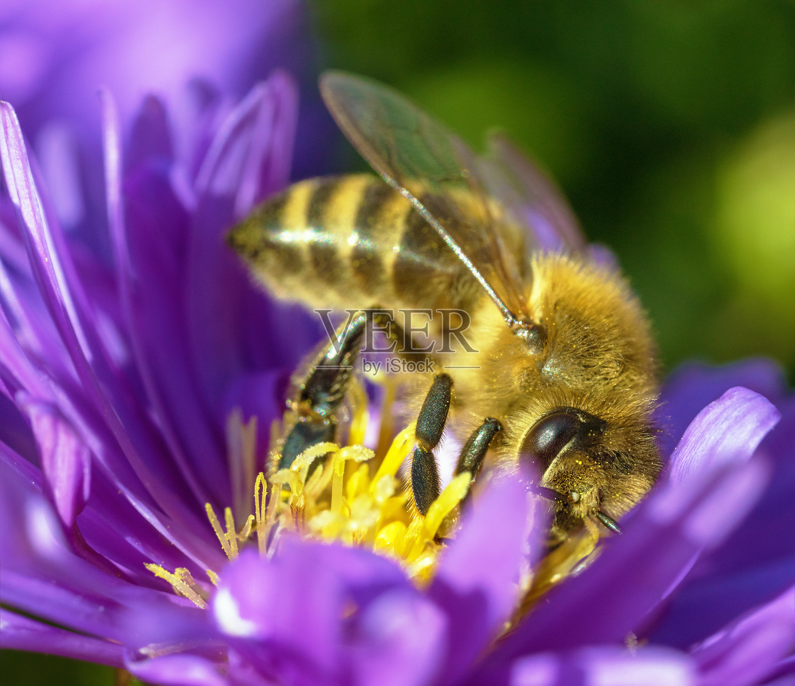 蜜蜂蜜蜂蜜蜂蜜蜂蜜蜂蜜蜂蜜昆虫花照片摄影图片