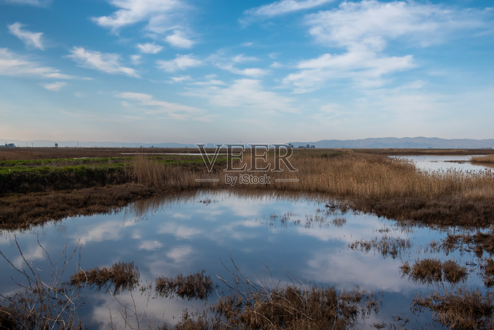 灰熊岛野生动物保护区的黑沼泽照片摄影图片