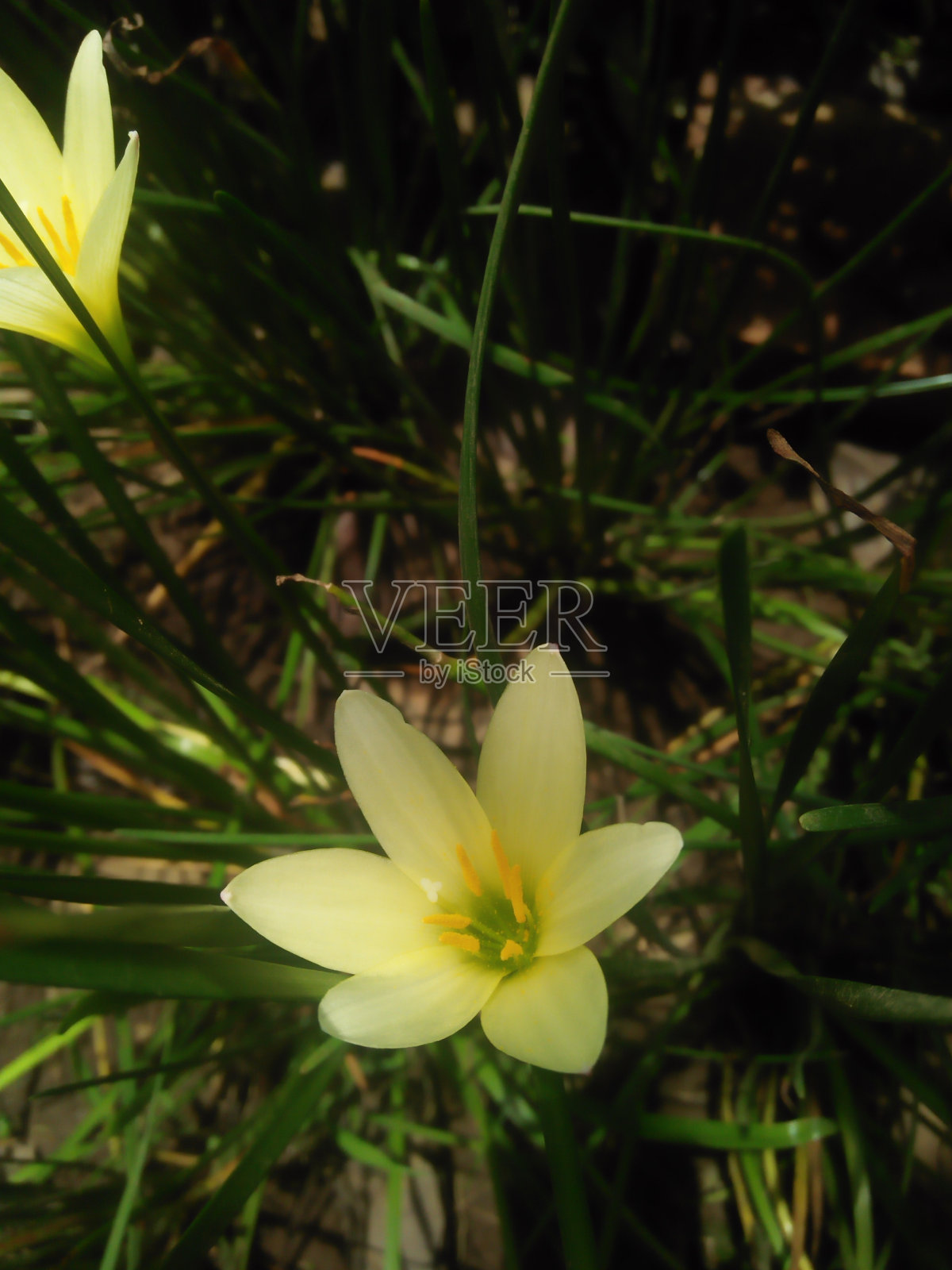 照片上的鲜花照片摄影图片