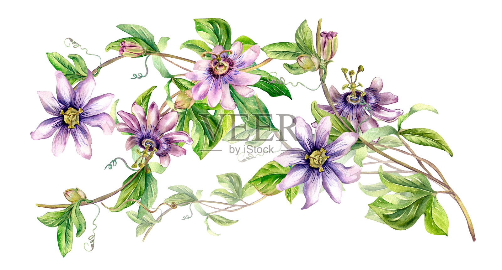 白色上隔离的西番莲植物水彩插图板。插画图片素材