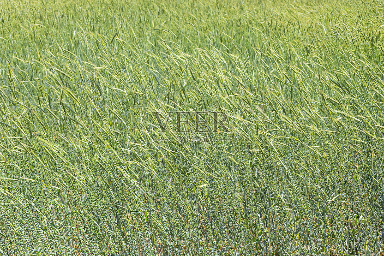 农业照片摄影图片