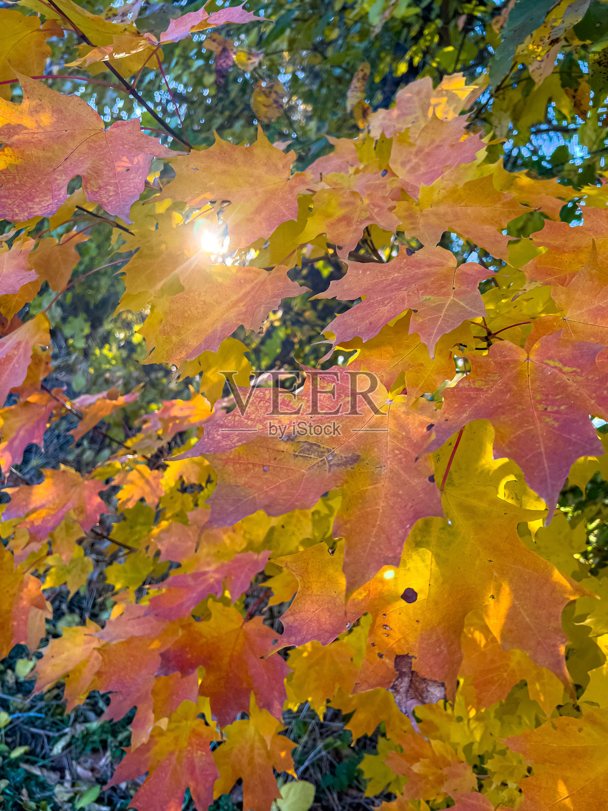 秋天的颜色照片摄影图片