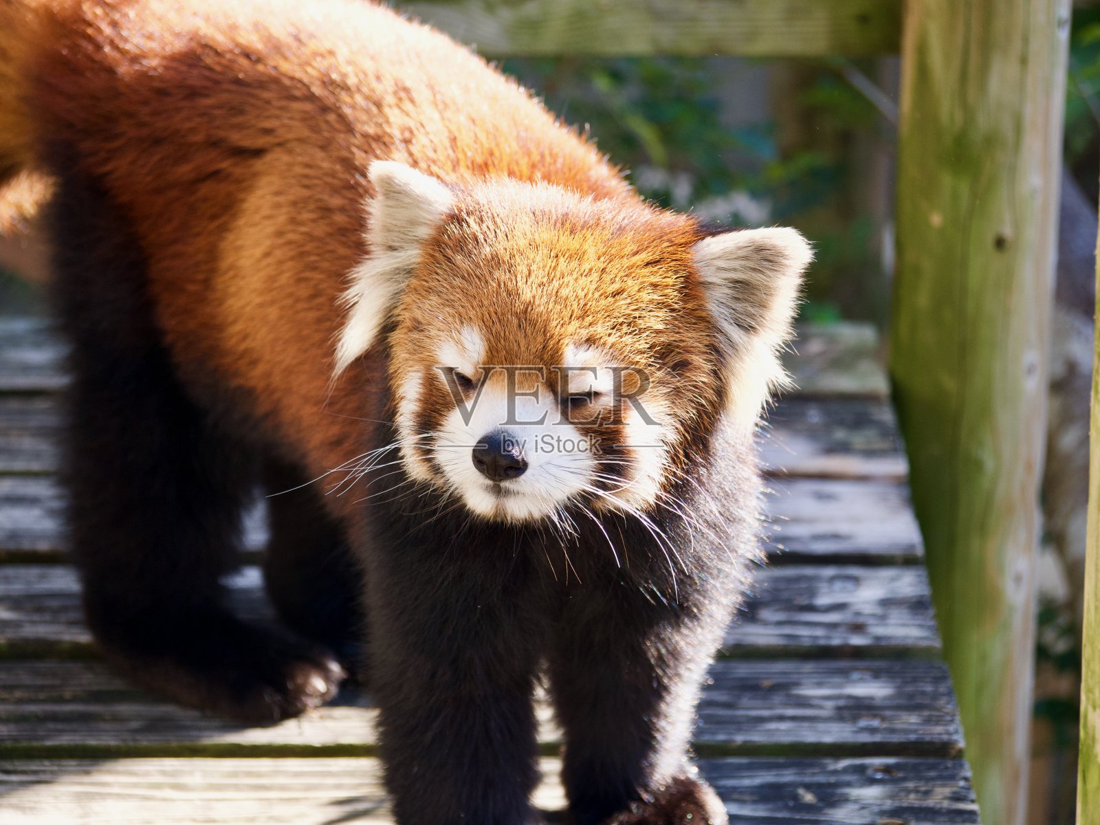 可爱的小熊猫近距离眨眼,眯着眼照片摄影图片