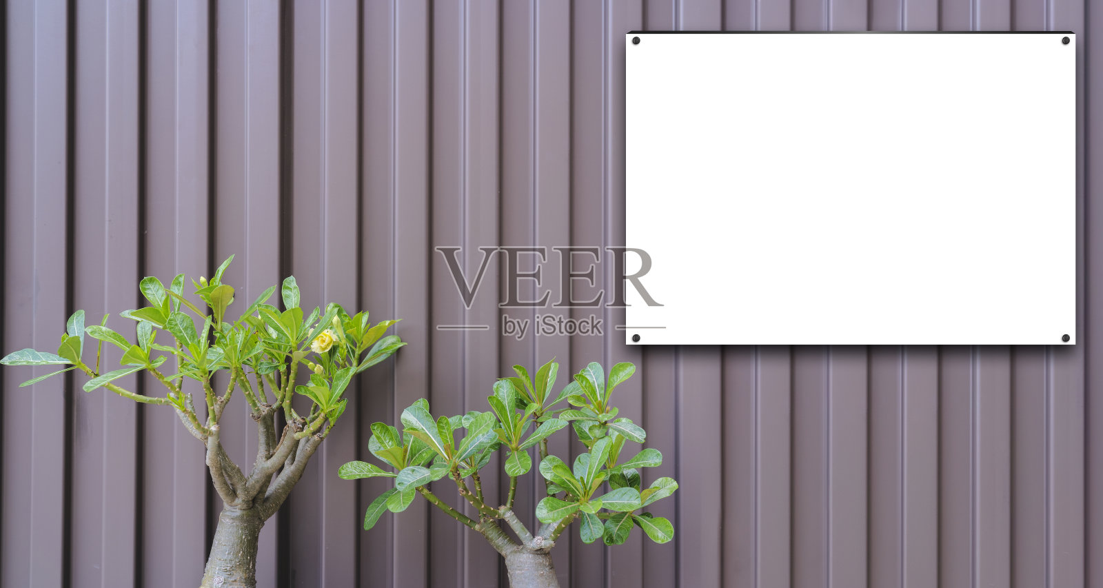 空白色模型招牌对着金属墙,广告和商业概念。棕色墙壁背景。照片摄影图片