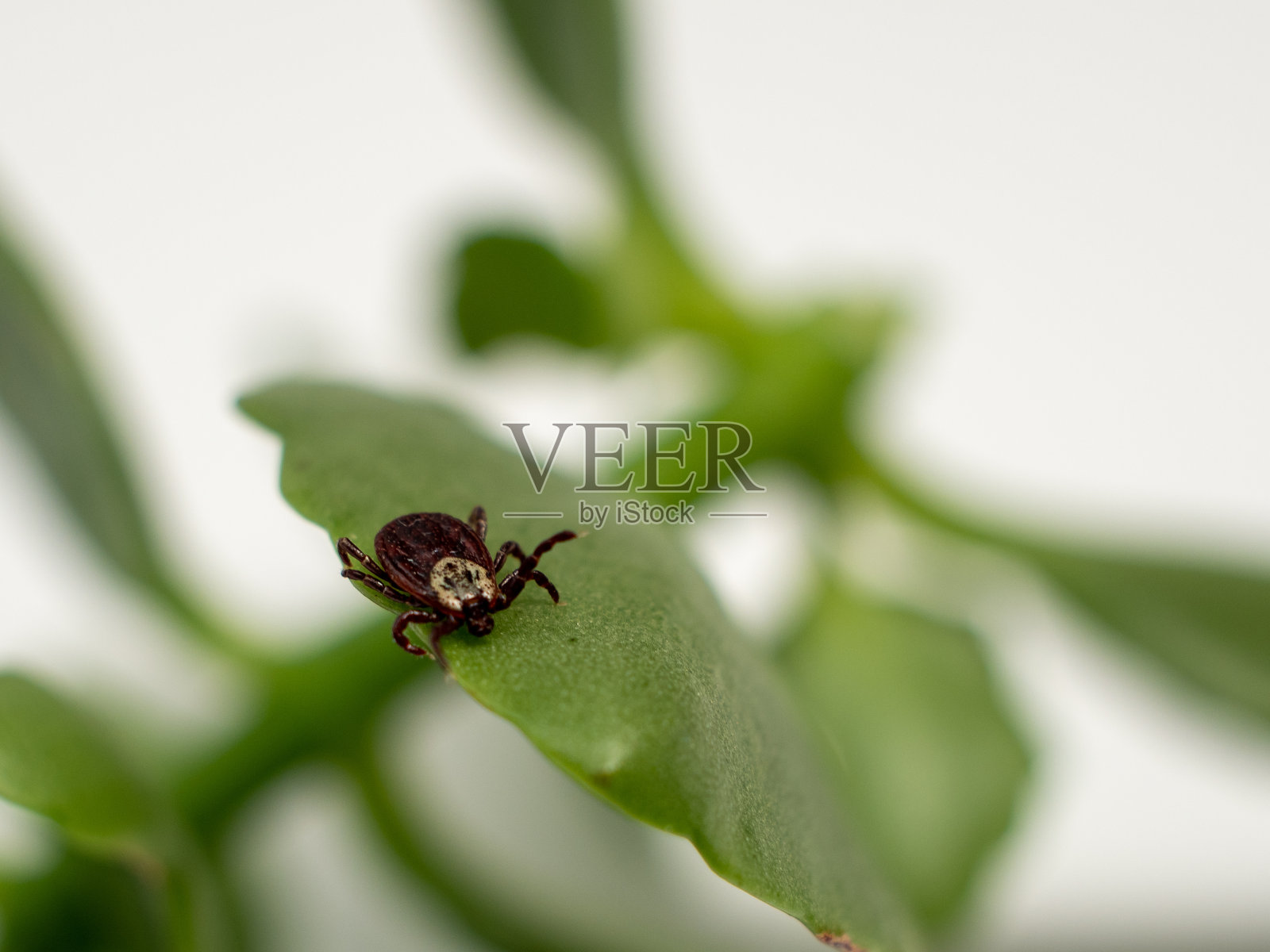 绿色植物叶子上的传染性寄生昆虫皮虫狗蜱蛛形纲。照片摄影图片