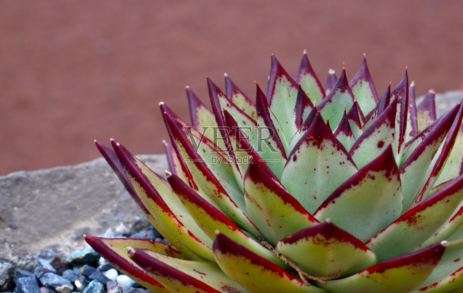 一种多年生多肉常绿植物,可形成莲座。热带多肉植物概念设计与复制空间。照片摄影图片