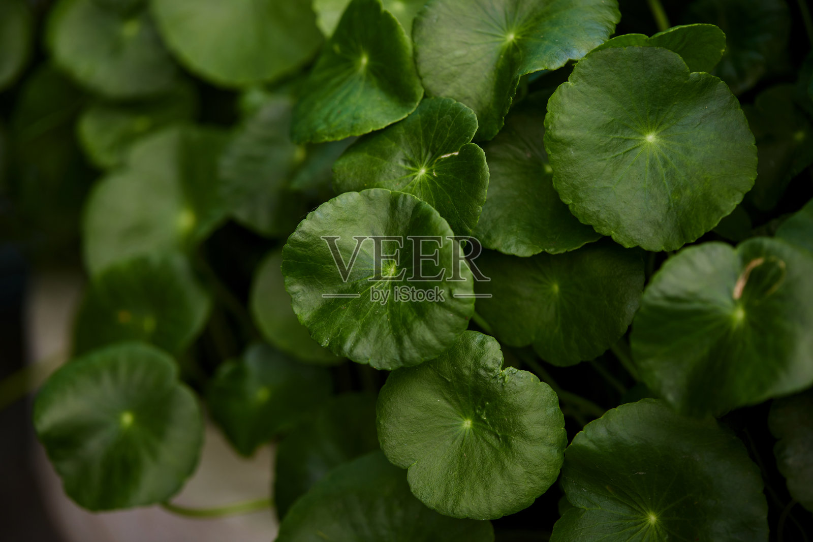 近距离观察水草叶生长在蔬菜花园照片摄影图片