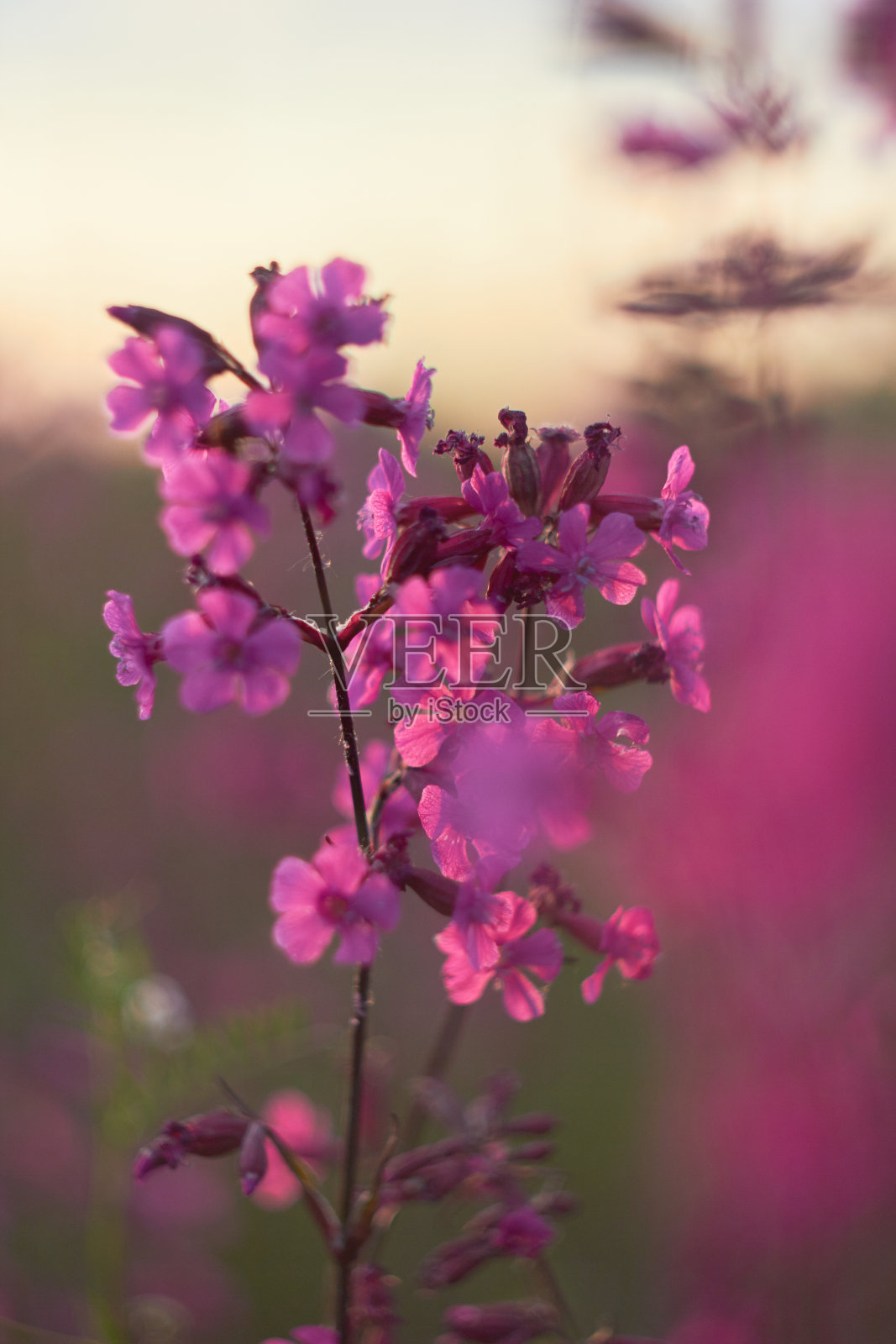 在草地上盛开的粘蝇。照片摄影图片
