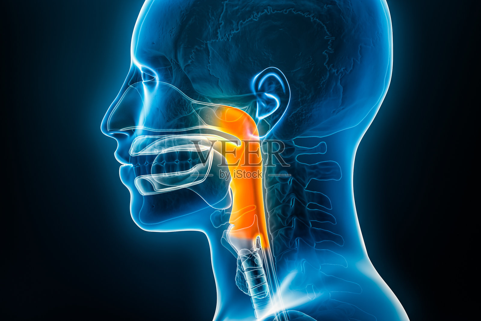 含男性身体轮廓的咽三维渲染图的x线侧位或侧面视图。人体解剖学、医学、生物学、科学、医学、保健概念。照片摄影图片
