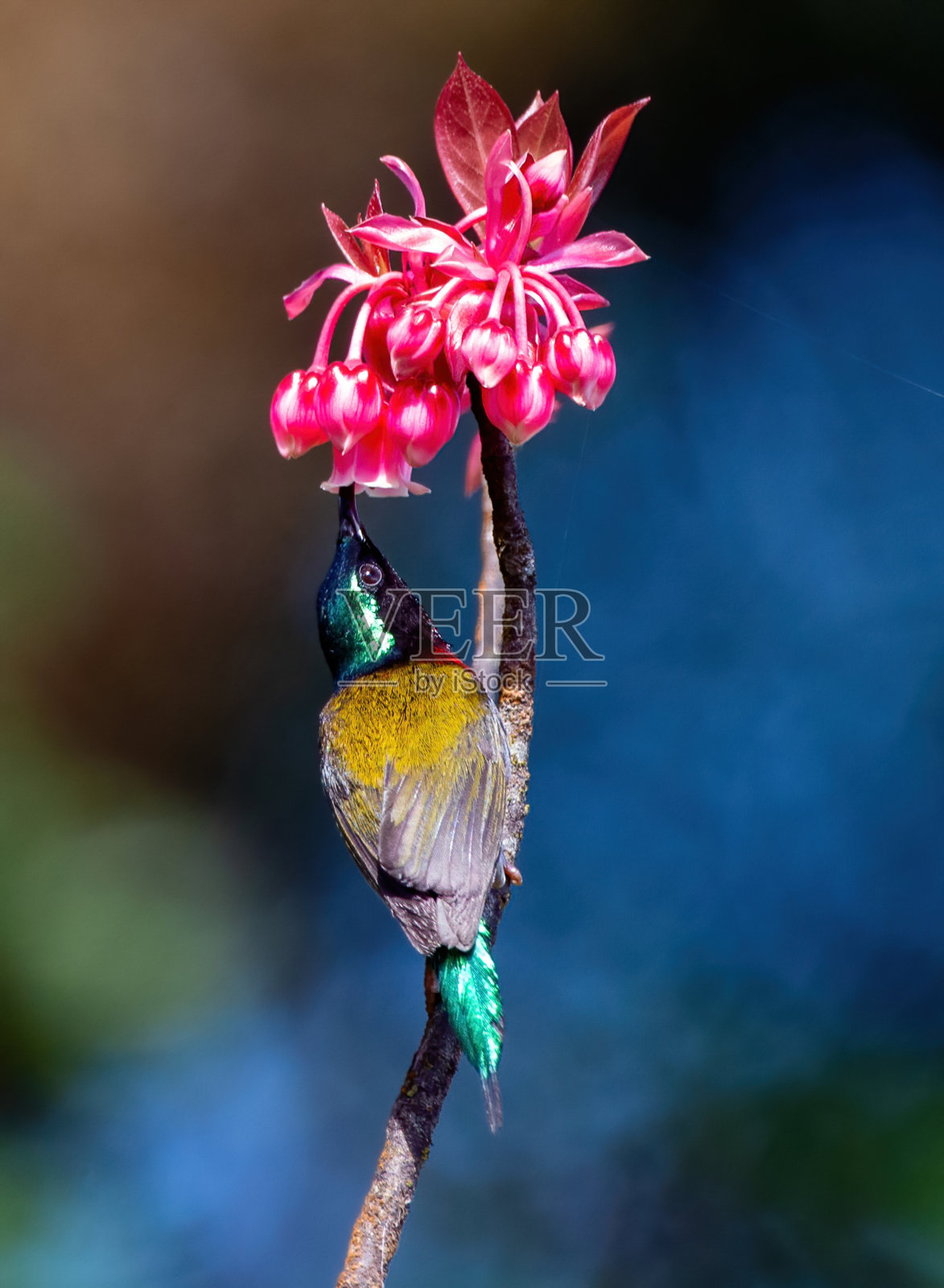 吸蜜鸟在铃桃花旁。越南岘港巴那山的叉尾太阳鸟- christinae Aethopyga和quiaquflorus照片摄影图片