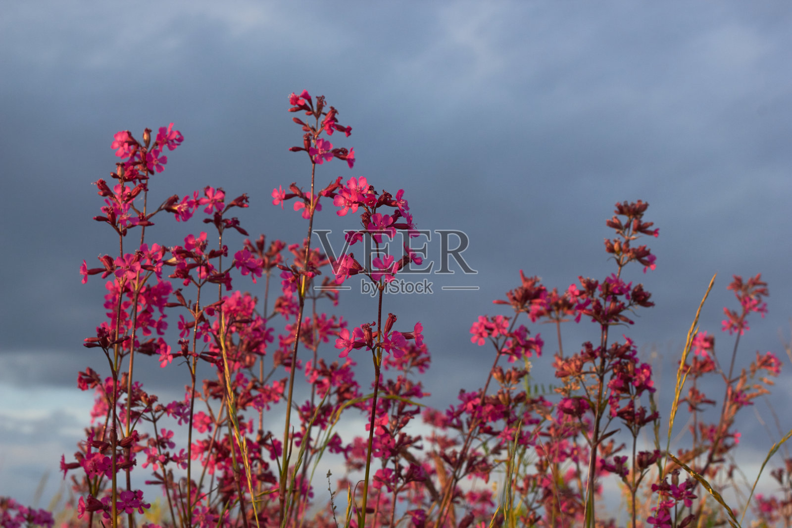 在草地上盛开的粘蝇。照片摄影图片