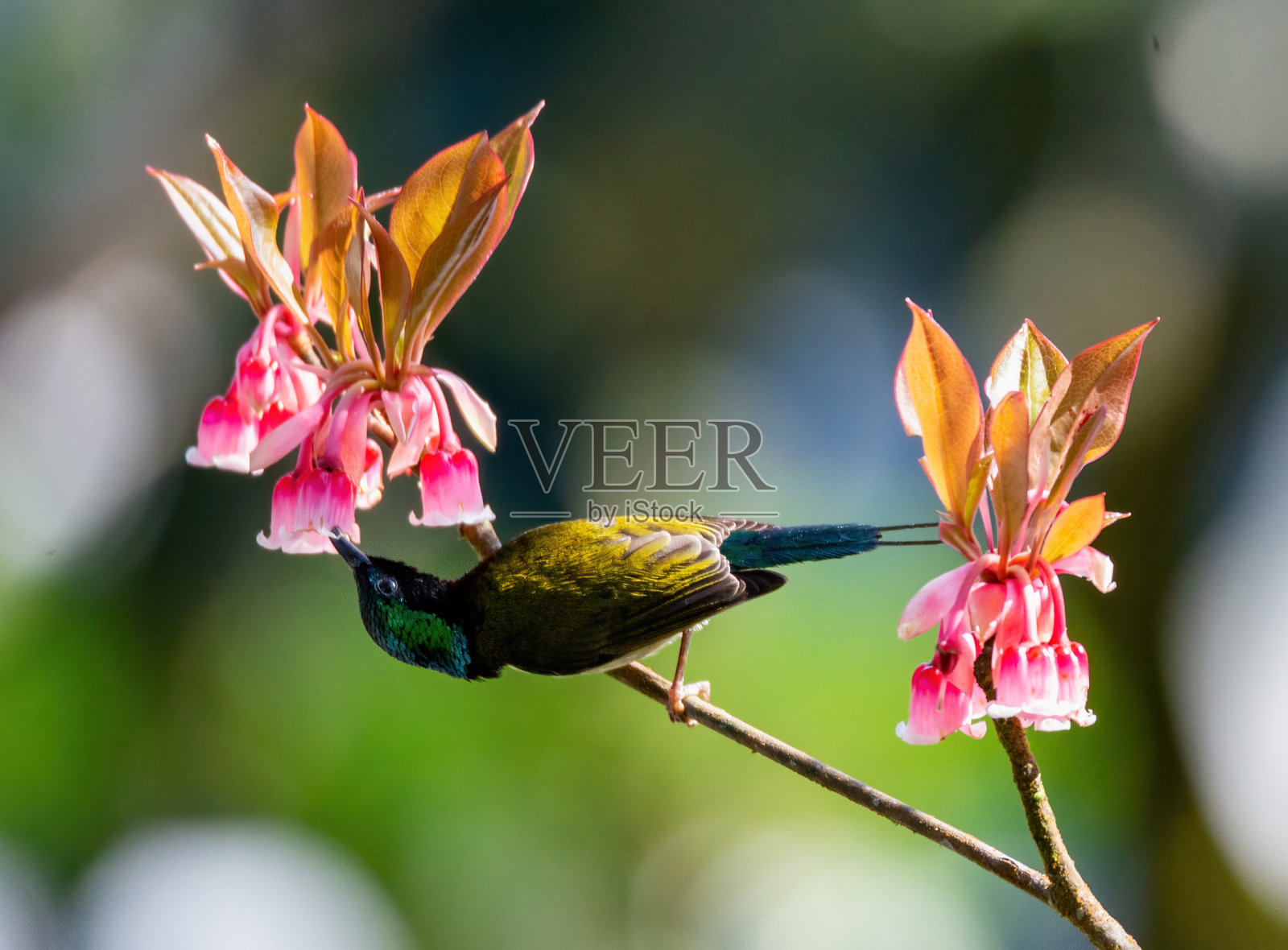 吸蜜鸟在铃桃花旁。越南岘港巴那山的叉尾太阳鸟- christinae Aethopyga和quiaquflorus照片摄影图片