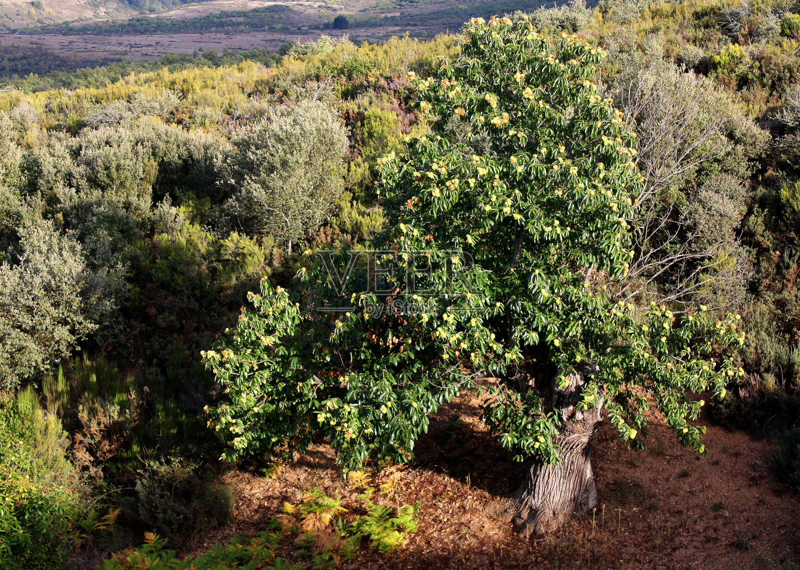栗树,高角度观景。照片摄影图片
