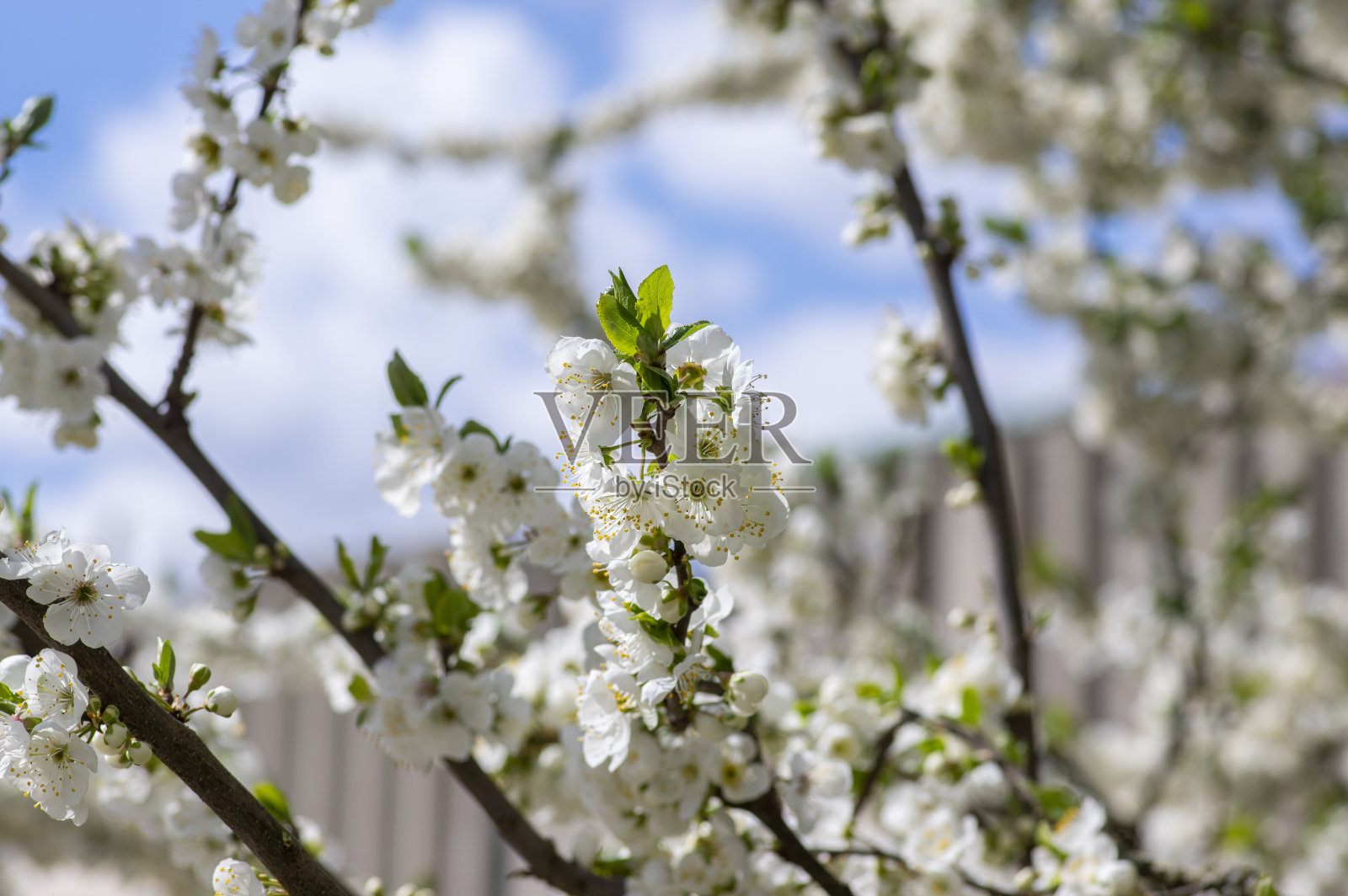 意大利Prunus domestica italica青梅树在开花,美丽丰富的开花枝在春天照片摄影图片