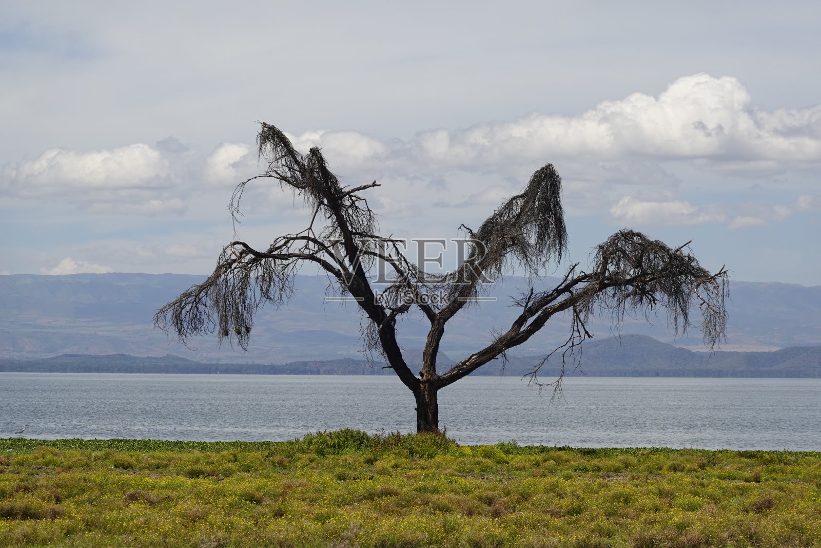 肯尼亚-奈瓦沙湖-新月岛照片摄影图片