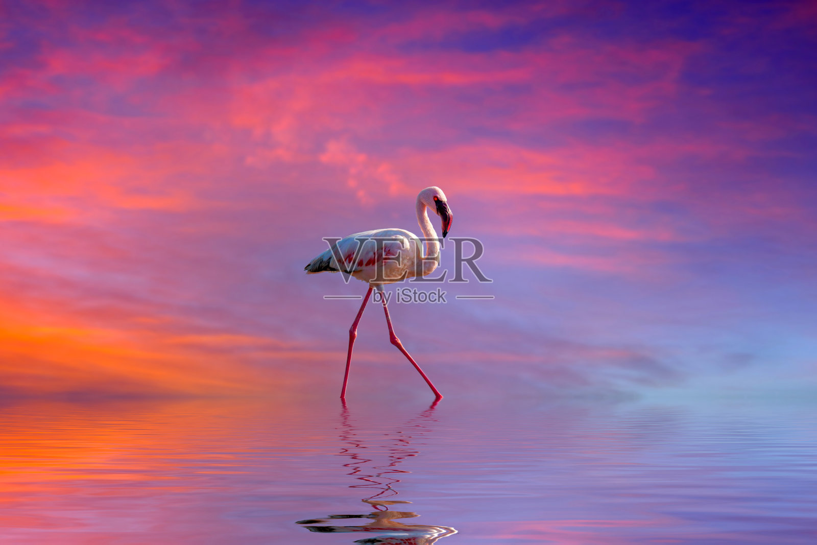 夕阳下水中的粉红色火烈鸟照片摄影图片
