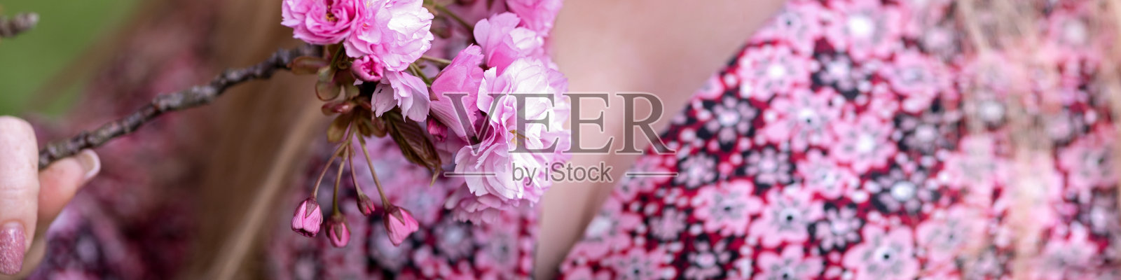 一个用于社交网络和网站的4x1横幅。一个美丽的女孩手里拿着一枝樱花照片摄影图片