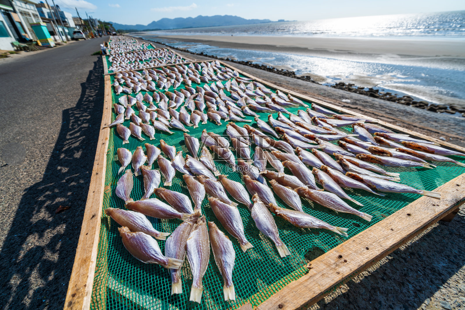 鱼在阳光和海风中晒干。越南在架子上晾晒的传统干黄花鱼。库存图片照片摄影图片