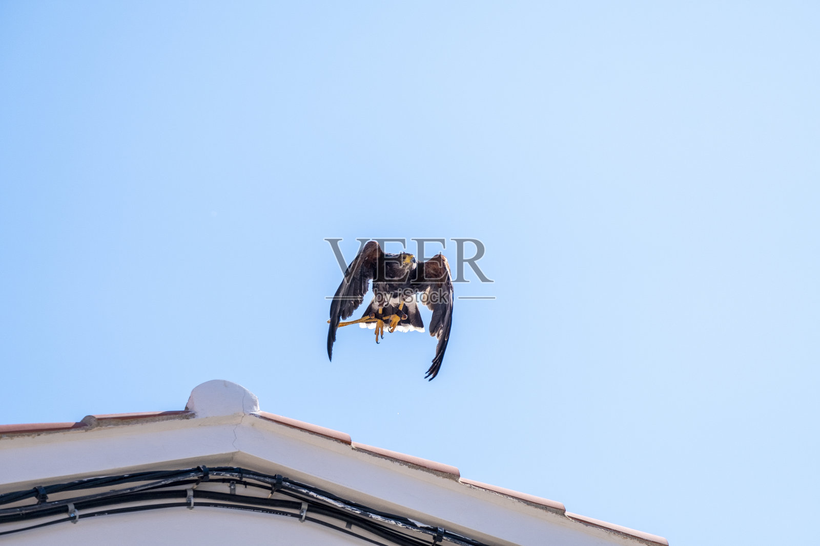 哈里斯鹰,飞行中的独角鹰。会飞的猛禽。照片摄影图片