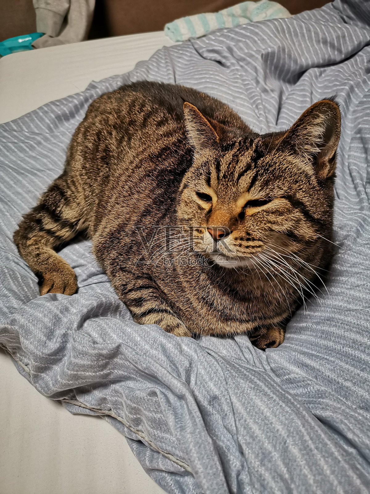 猫照片摄影图片