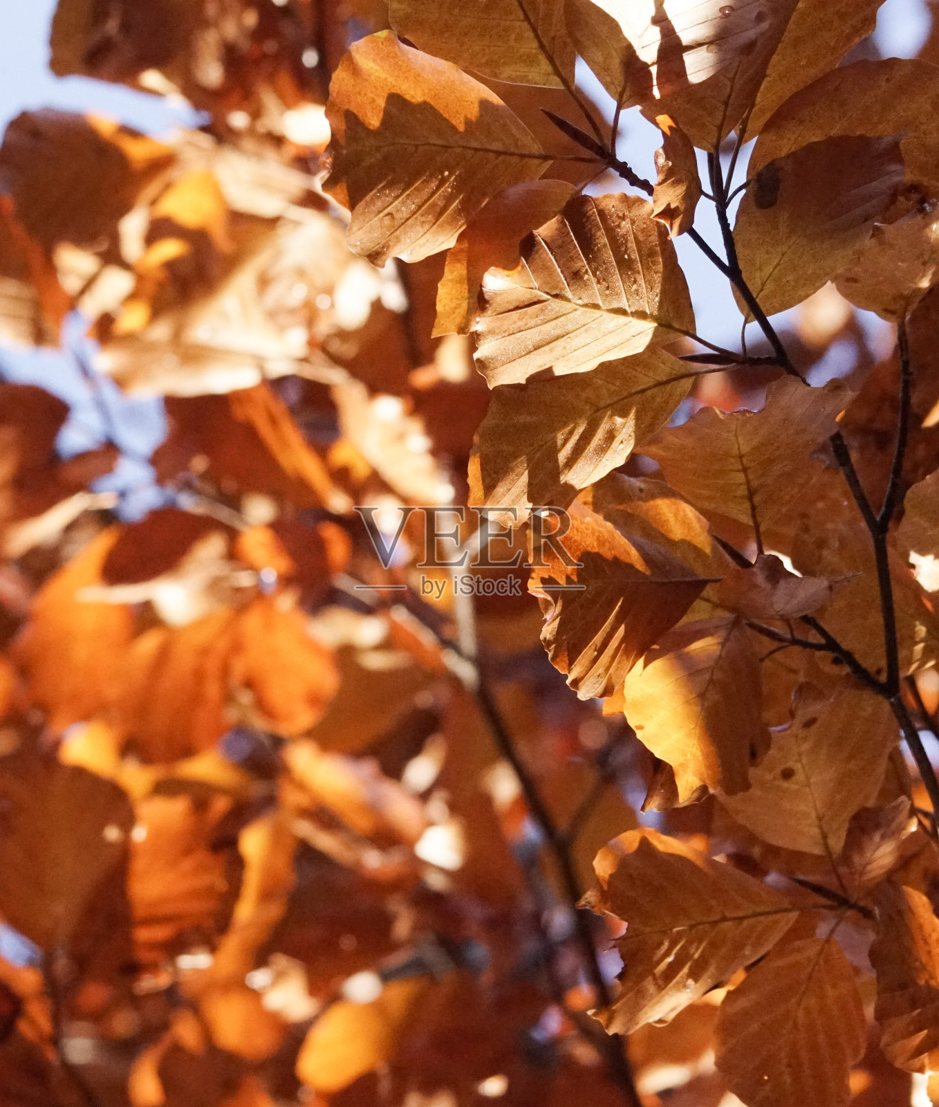 近距离的树叶在树上在秋天照片摄影图片