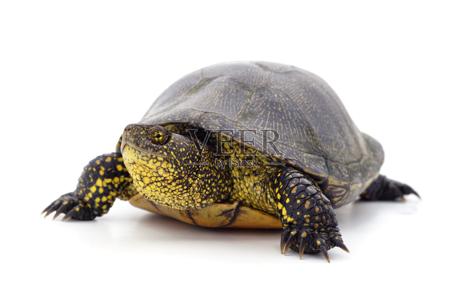 一只漂亮的乌龟。照片摄影图片