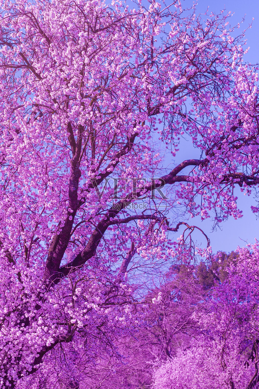 背景的景观与杏仁花照片摄影图片