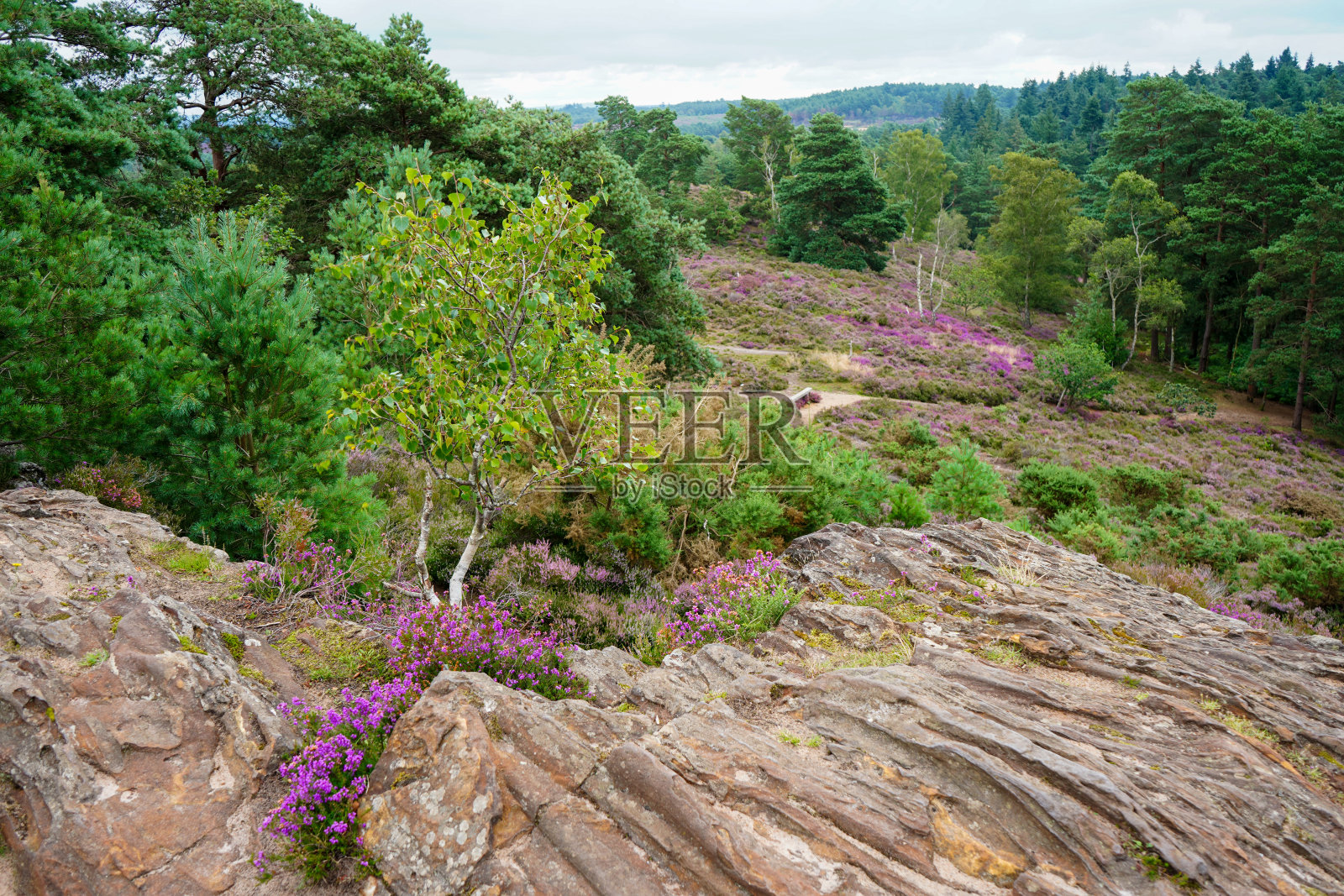 近距离的紫色石南植物生长在heathland照片摄影图片