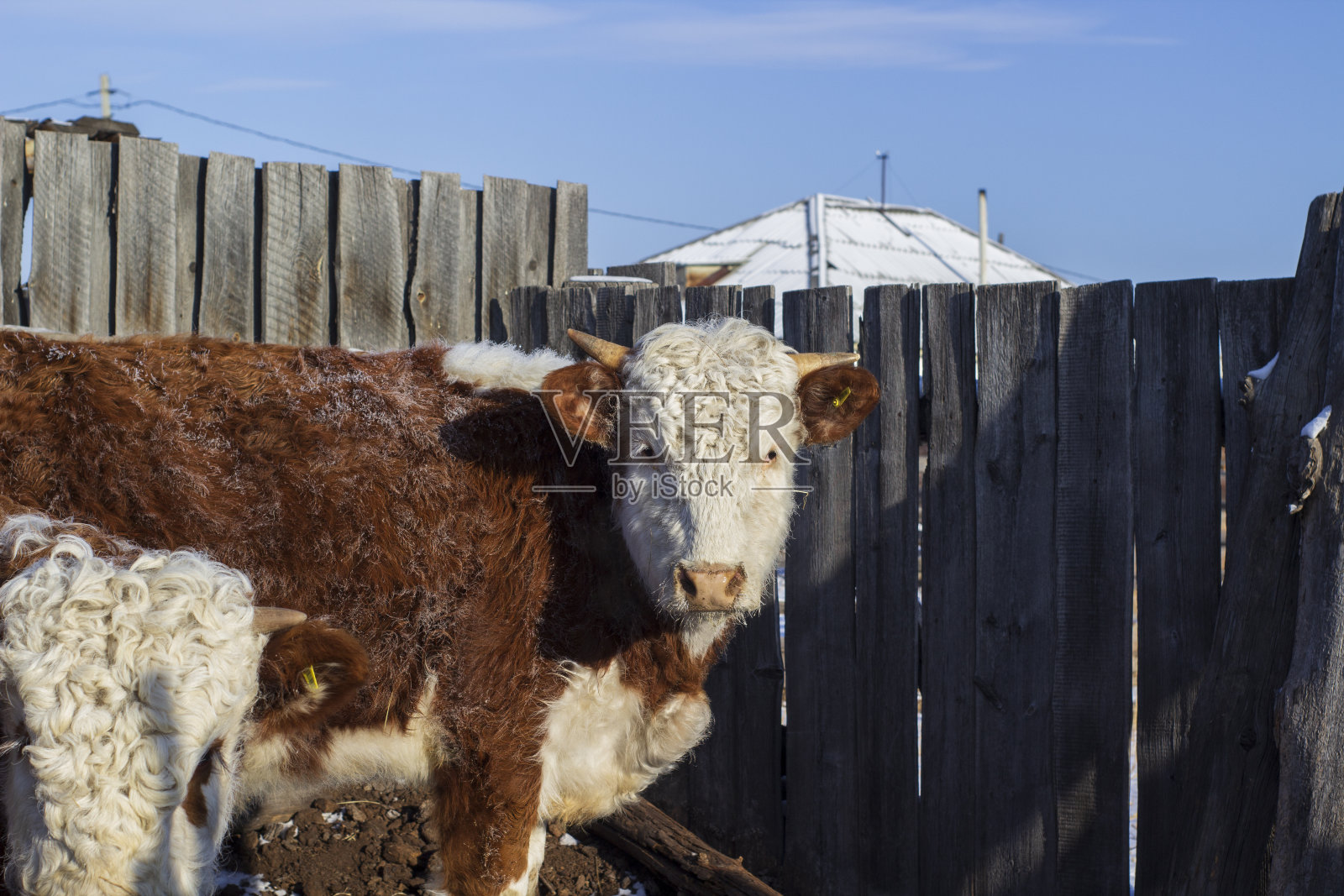 冬天在农田里吃干草的小牛照片摄影图片