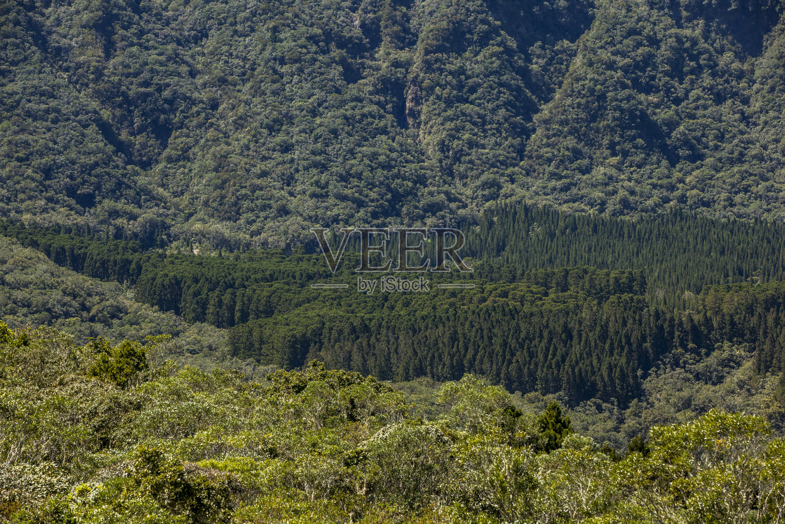 留尼汪岛的热带森林照片摄影图片