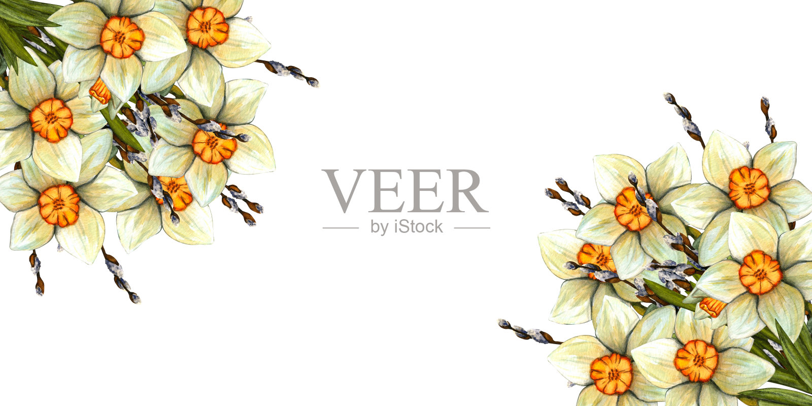 春天水彩画水仙花束。花具茎和叶。春季植物插图插画图片素材