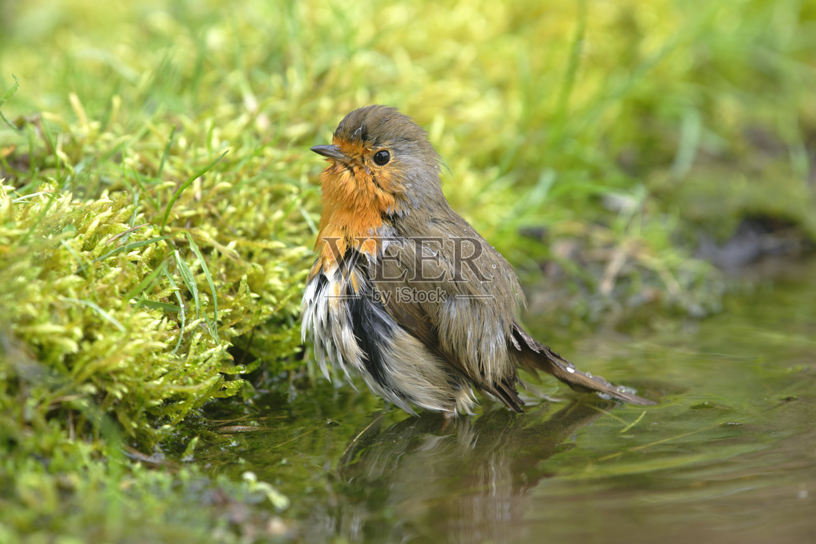 罗宾洗(红心rubecula)照片摄影图片