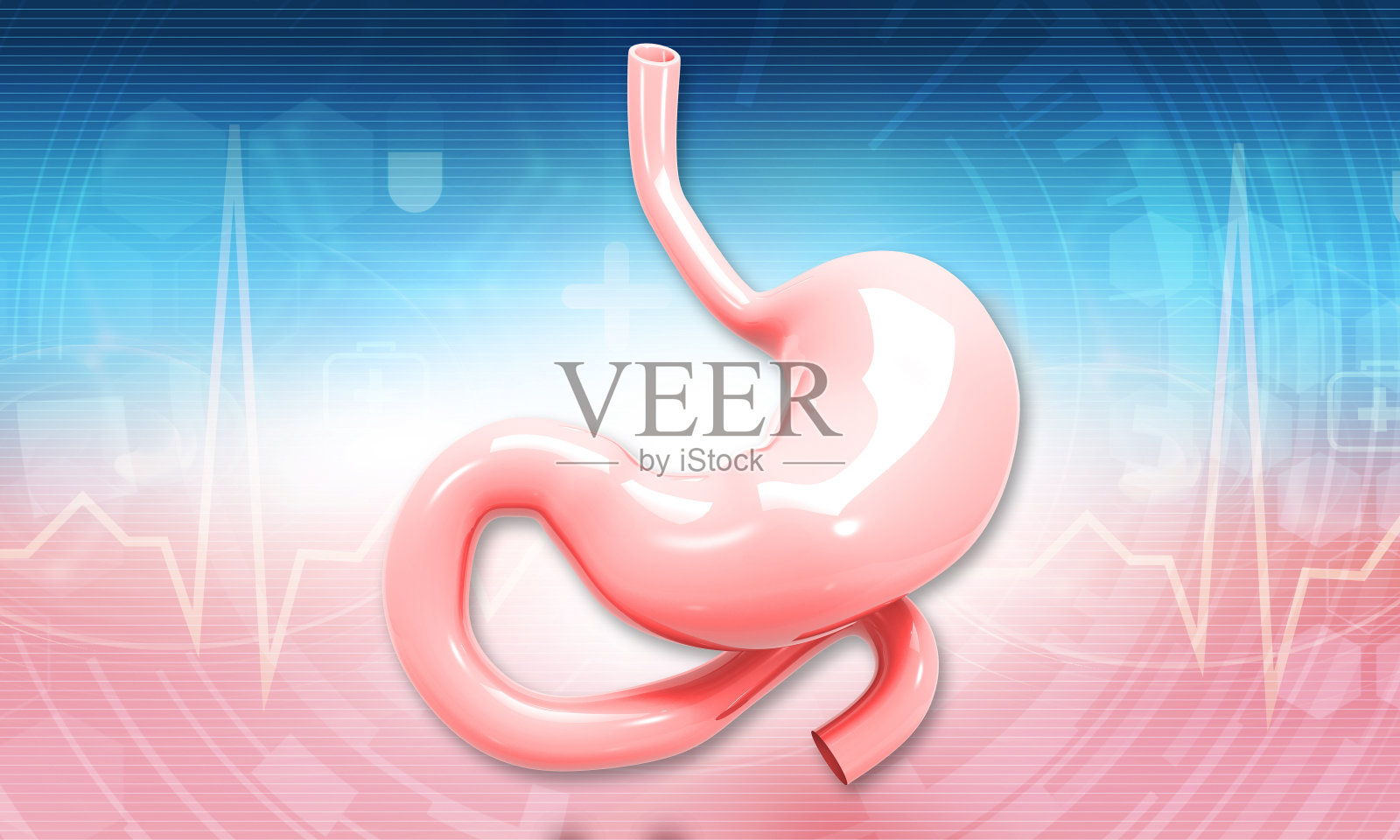 人体胃解剖学照片摄影图片