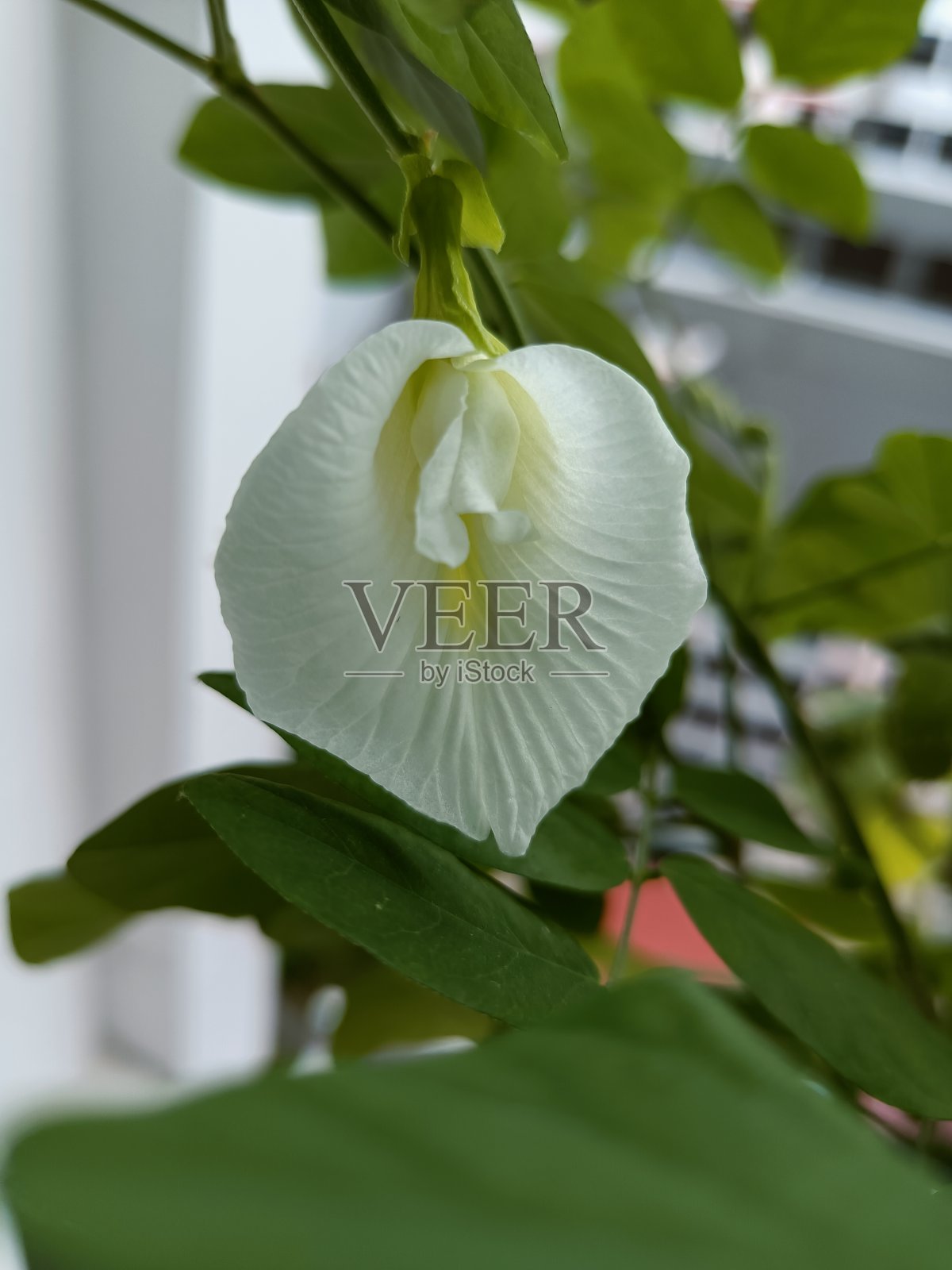 白蝴蝶豌豆花照片摄影图片