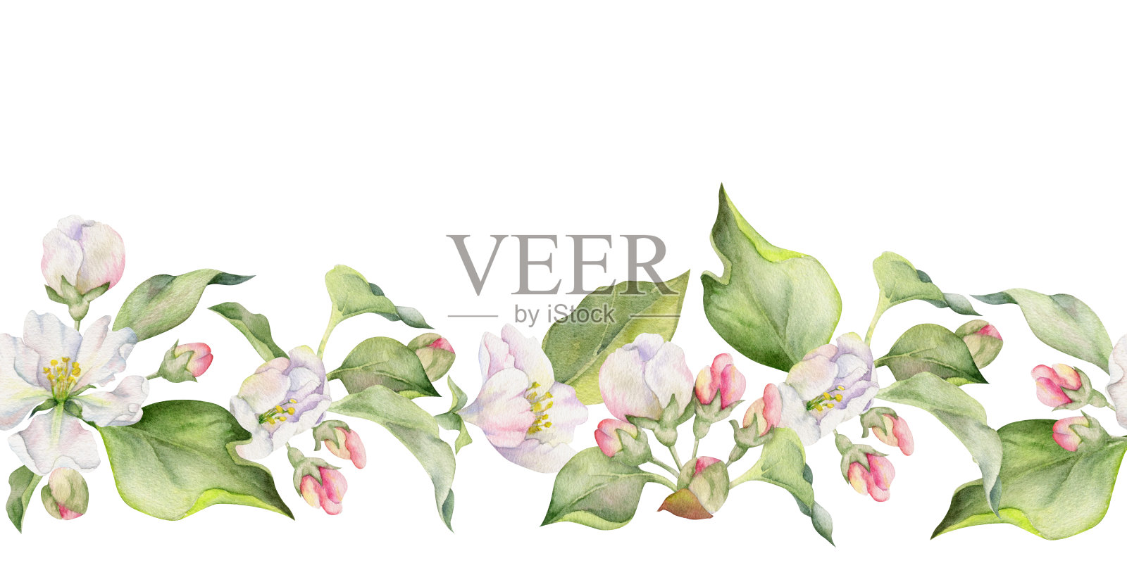 手绘水彩苹果花和叶子,白色,粉红色和绿色。无缝横横幅。孤立在白色背景上。设计墙面艺术,婚礼,印花,面料,封面,卡片。插画图片素材