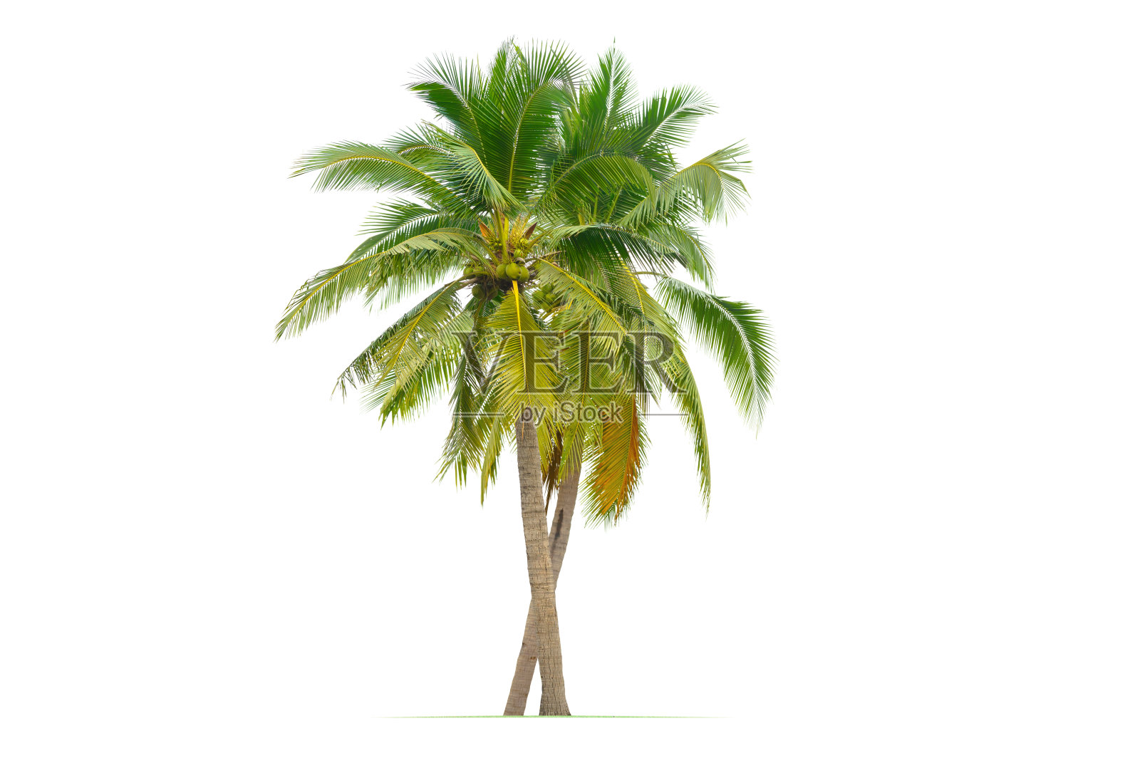 椰子树。照片摄影图片