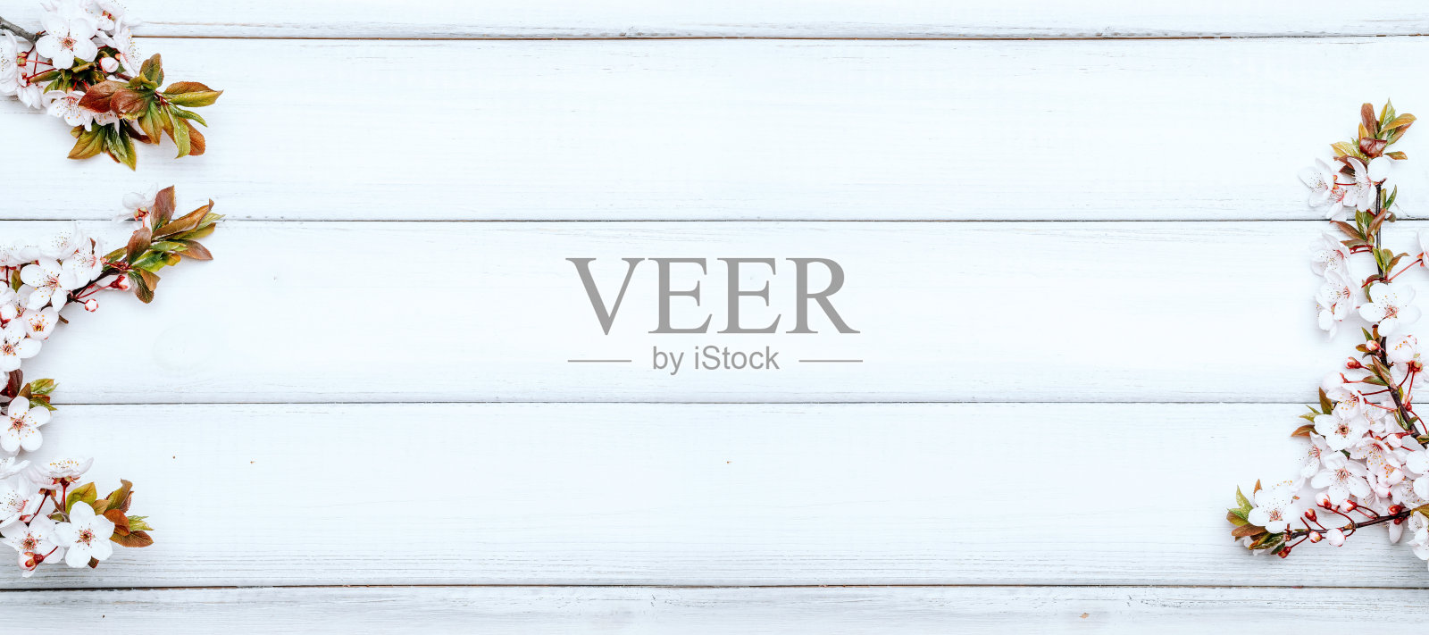 五月花迎春花开。四月花自然开花树在木制背景。复活节的晴天。果园抽象模糊的背景。春天。照片摄影图片