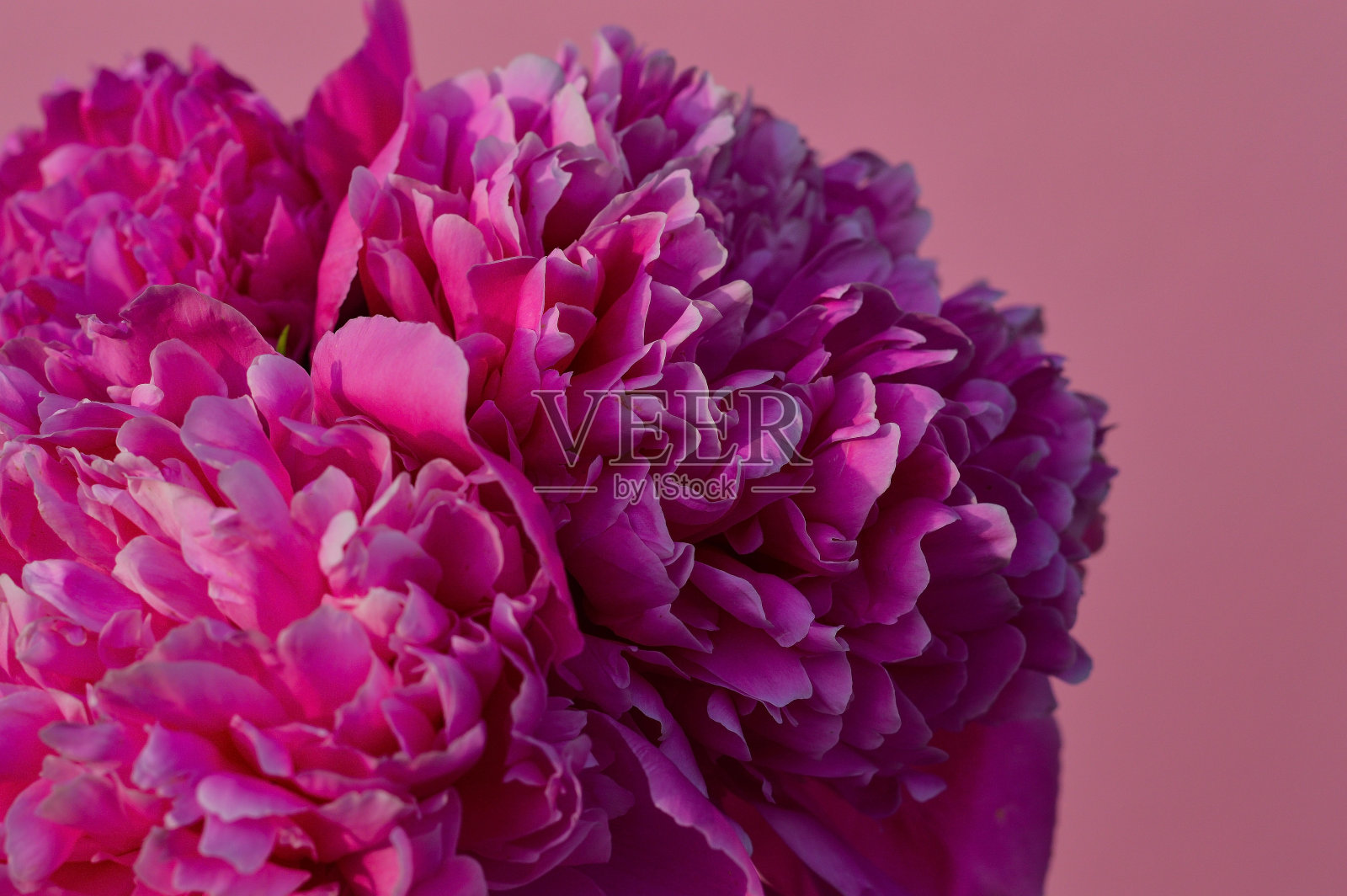 一束明亮的紫红色牡丹在粉红色的背景照片摄影图片