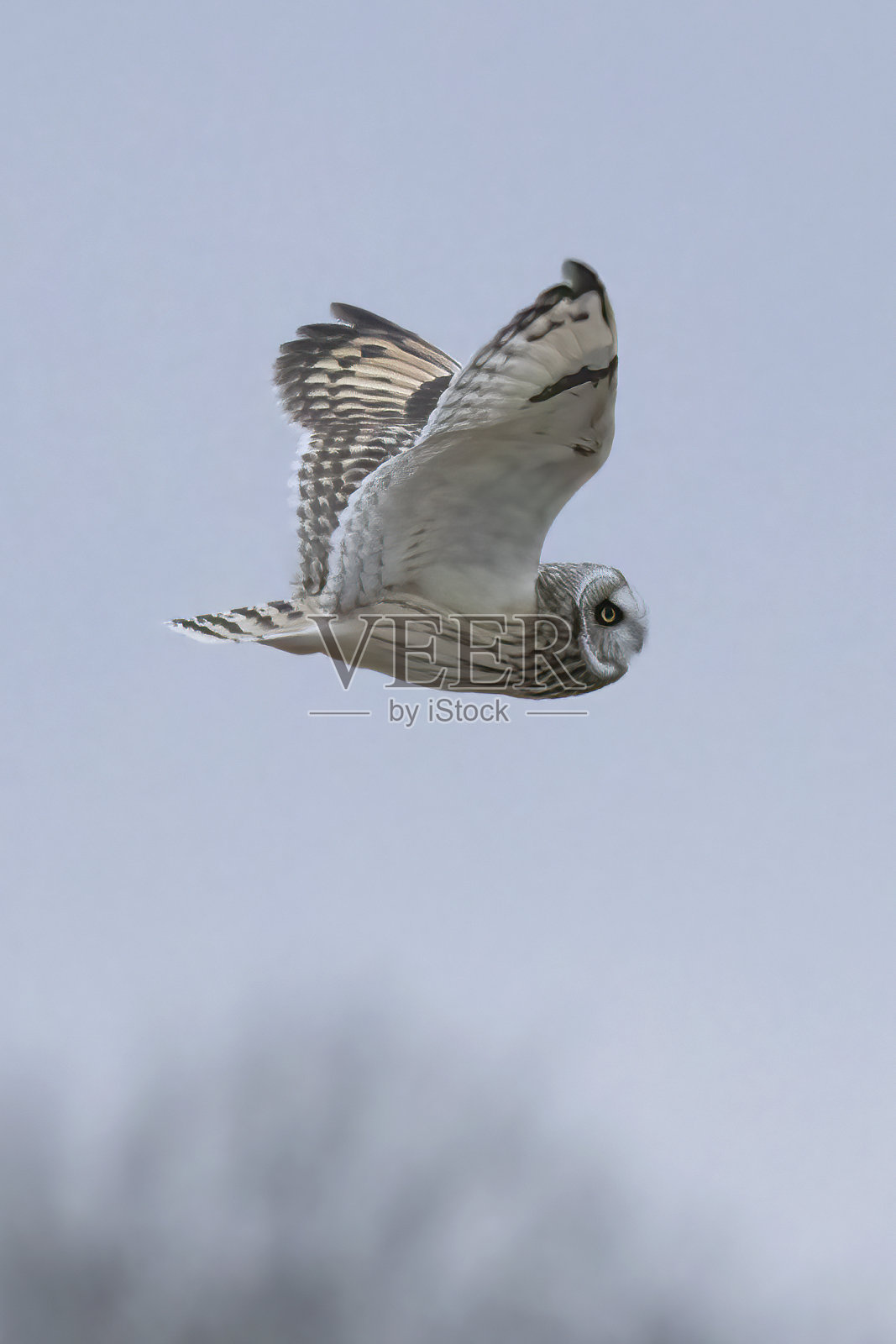 短耳猫头鹰在黄昏前的几个小时和黄昏时飞行,寻找田鼠,有时在俄亥俄州中部的冬季被称为田鼠。照片摄影图片