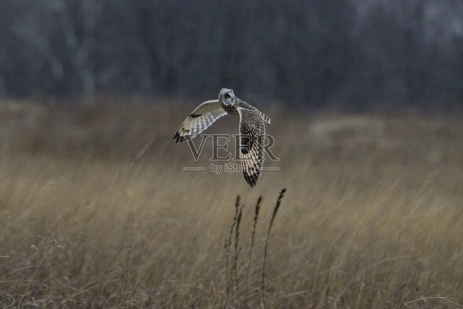 短耳猫头鹰在黄昏前的几个小时和黄昏时飞行,寻找田鼠,有时在俄亥俄州中部的冬季被称为田鼠。照片摄影图片